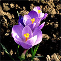 Экологический праздник «Сохраним красоту первоцветов»